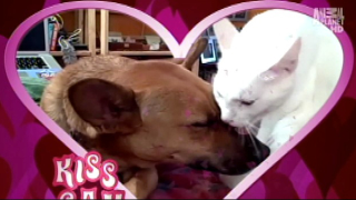Illustration for article titled Your Obligatory, Adorable Puppy Bowl VII Highlights